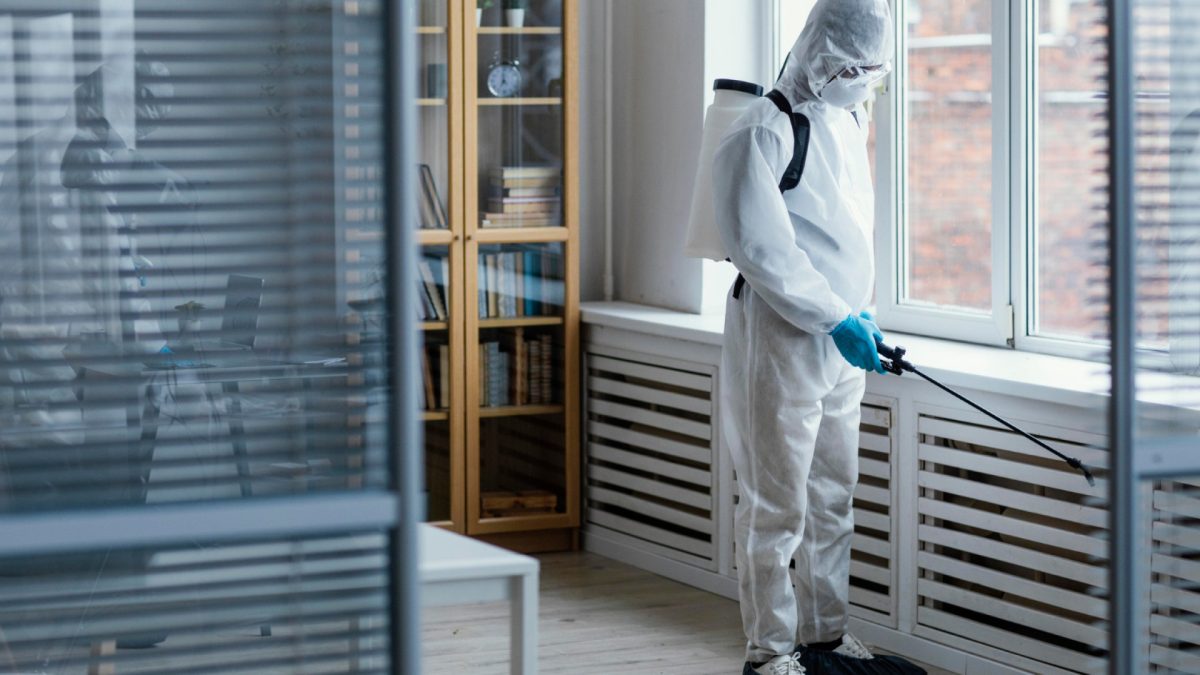 Insectes nuisibles à la maison : quand faut-il faire appel à un professionnel ?