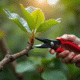 Gros plan sur des mains taillant une branche de figuier